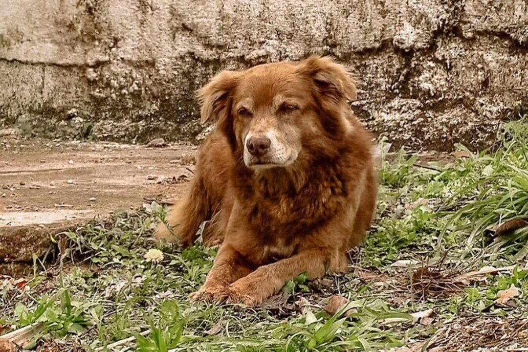 Brasil: Patudo 'Bob Coveiro' dá nome a nova lei que reconhece o laço afetivo entre humanos e pets