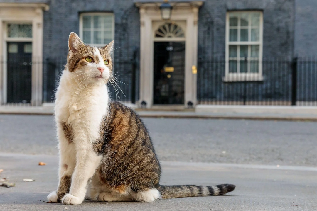 Parabéns, Larry! O verdadeiro líder de Downing Street celebra 15 anos como "Chief Mouser"