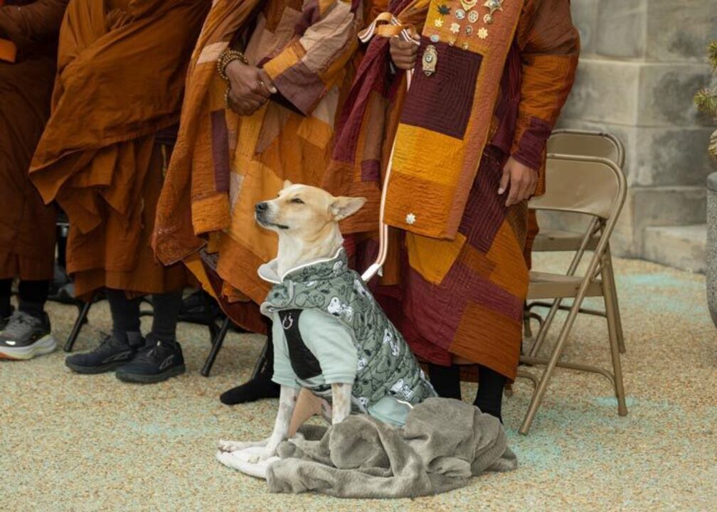 Este é o Aloka, o "cão da paz" que conquistou o mundo ao lado de monges budistas