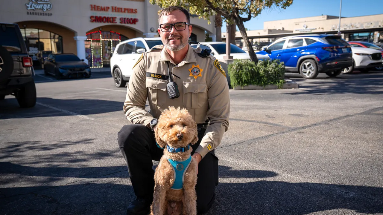 Um final feliz! Cão abandonado no aeroporto de Las Vegas encontra uma nova família