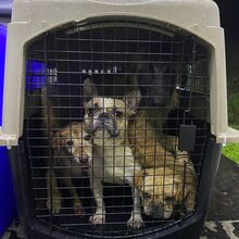 <![CDATA[ Arruda dos Vinhos: bombeiros e IRA resgatam 29 animais após deslizamento de terras ]]>