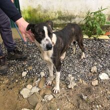 <![CDATA[ Perdeu o seu melhor amigo durante as tempestades em Leiria? Há uma plataforma que o pode ajudar a encontrar o seu patudo ]]>