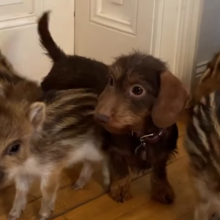 <![CDATA[ De órfãos na floresta a verdadeiras estrelas do Instagram: onheça a cadela Nala e os seus cinco javalis ]]>