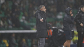 Rui Borges reage no banco de suplentes do Sporting