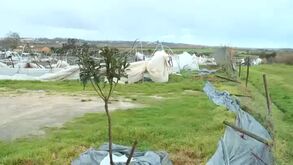 Vídeo mostra estufa de frutos vermelhos completamente destruída em Leiria  