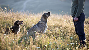 Afinal, quem manda aqui? Saiba como é que os cães escolhem o "líder" da casa