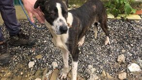 Perdeu o seu melhor amigo durante as tempestades em Leiria? Há uma plataforma que o pode ajudar a encontrar o seu patudo