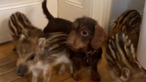 De órfãos na floresta a estrelas do Instagram. Conheça a cadela Nala e os seus cinco javalis