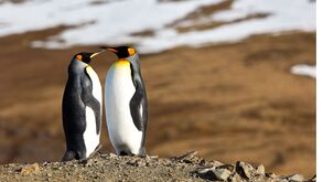 Quem disse que o romance é só para humanos? Estes cinco animais acasalam para a vida