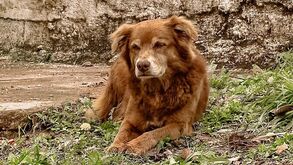 Brasil: Patudo 'Bob Coveiro' dá nome a nova lei que reconhece o laço afetivo entre humanos e pets