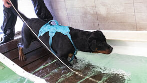 Patinhas em movimento. Conheça os benefícios da fisioterapia para cães e gatos