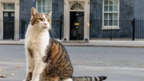Parabéns, Larry! O verdadeiro líder de Downing Street celebra 15 anos como "Chief Mouser"