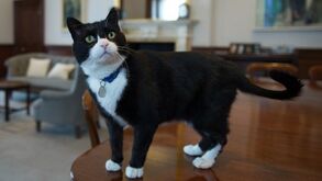 Morreu Palmerston, o famoso gato da diplomacia britânica