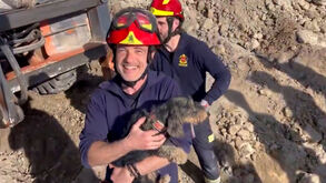 Cadela que perseguia coelho acaba presa em toca: bombeiros de Madrid demoraram seis horas no resgate