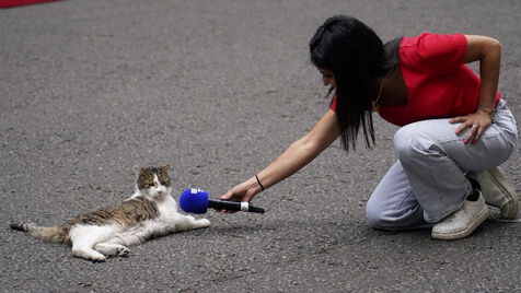 Larry, o famoso gato de Downing Street, celebra 15 anos como 'chief mouser'