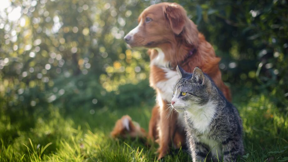 Quando o tempo piora, os nossos pets também precisam de cuidados! Saiba como protegê-los das tempestades