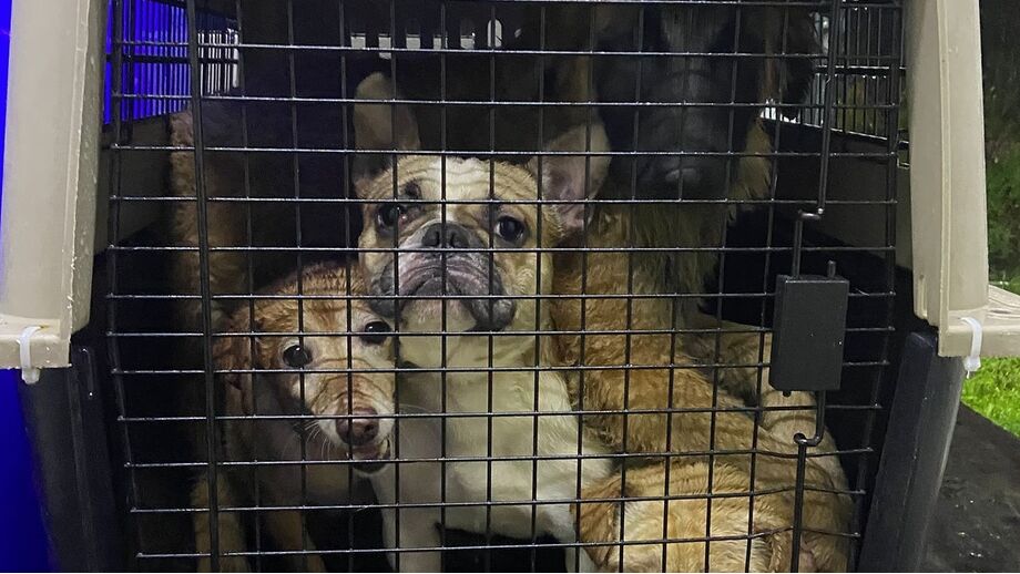 Arruda dos Vinhos: Bombeiros e IRA resgatam 29 animais após deslizamentos de terras