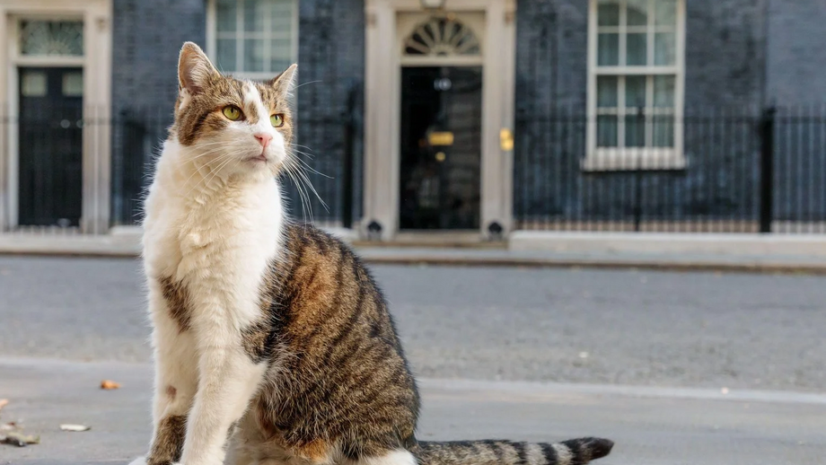 Parabéns, Larry! O verdadeiro líder de Downing Street celebra 15 anos como "Chief Mouser"