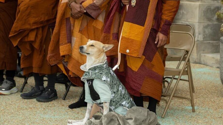 Este é o Aloka, o "cão da paz" que conquistou o mundo ao lado de monges budistas