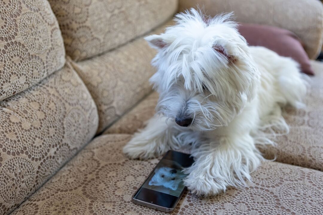 Um smartphone para animais? Novo dispositivo permite que cães e gatos "telefonem" aos donos quando precisam de atenção