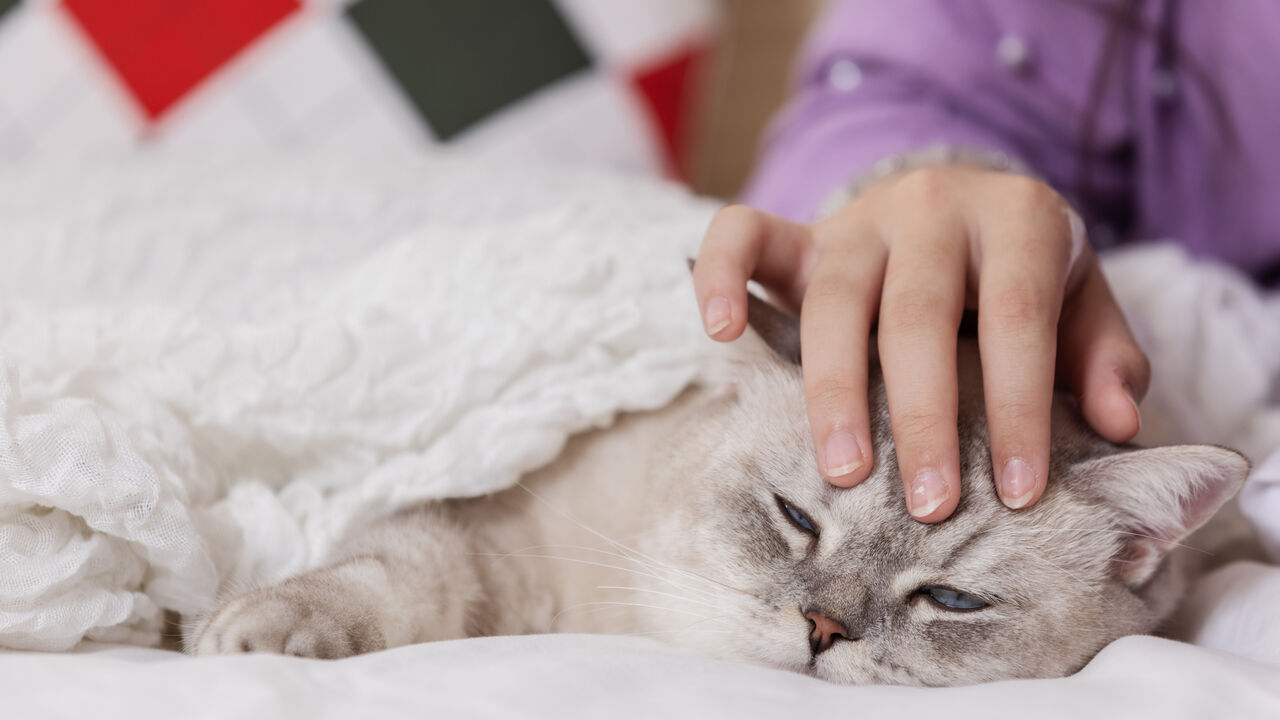 O seu animal de estimação está doente? Saiba o que diz a lei portuguesa sobre faltar ao trabalho