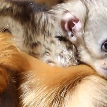 <![CDATA[ Cria de macaco-dourado nos braços da mãe: espécie nasce fora do seu continente de origem pela 1.ª vez ]]>