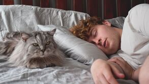 O seu gato costuma dormir consigo? Conheça as vantagens e desvantagens desta companhia noturna