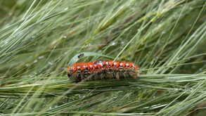 Alerta Lagarta do Pinheiro. Conheça a "bomba biológica" que ameaça cães e gatos