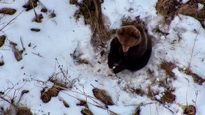 Drone usado para procurar homem desaparecido em floresta 'apanha' urso acabado de acordar da hibernação
