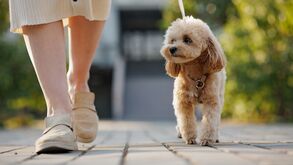 Benfica organiza passeio pet-friendly para donos e animais de estimação