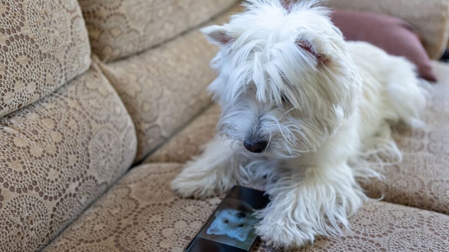 Um smartphone para animais? Novo dispositivo permite que cães e gatos "telefonem" aos donos quando precisam de atenção