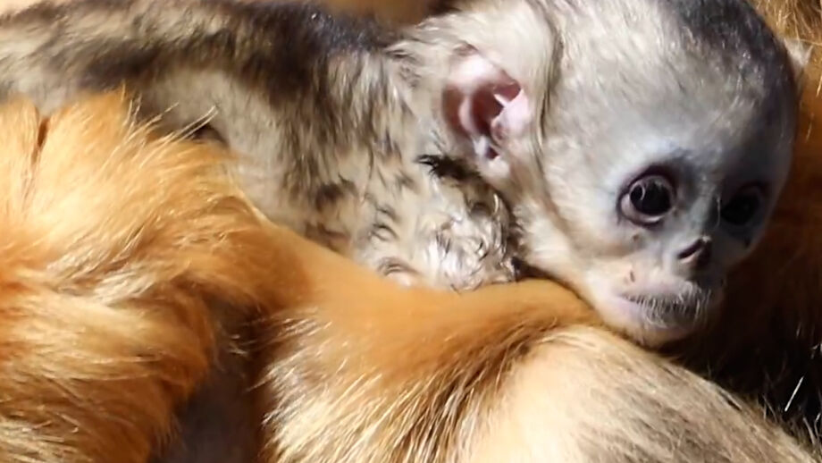 Originários da Ásia