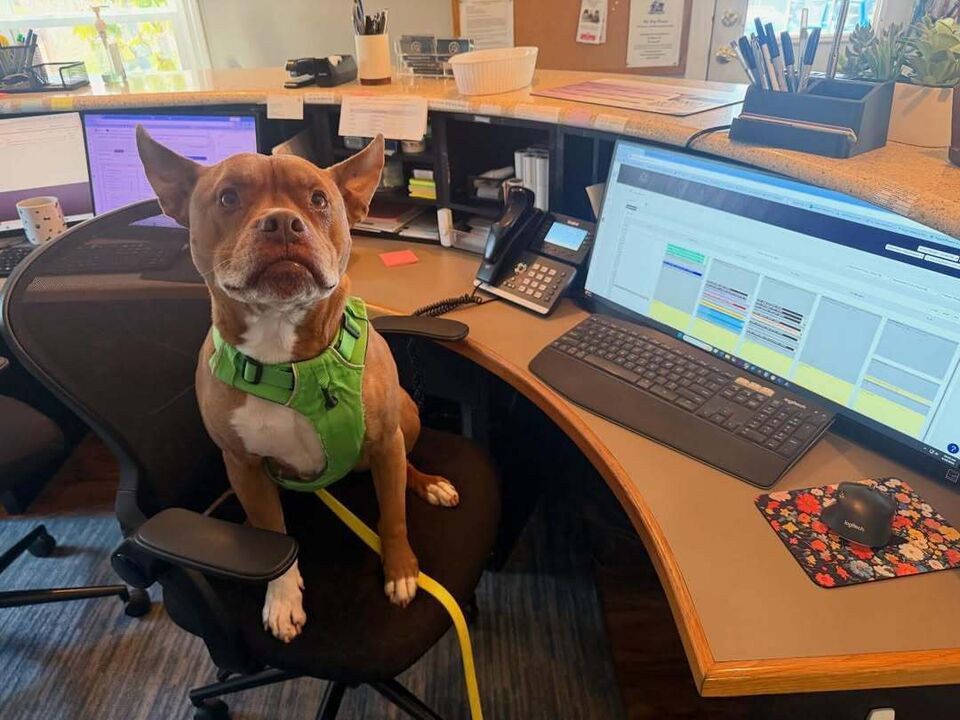 Este pitbull tornou-se viral por ter comportamentos de... gato. Conheça a história de Ulysses