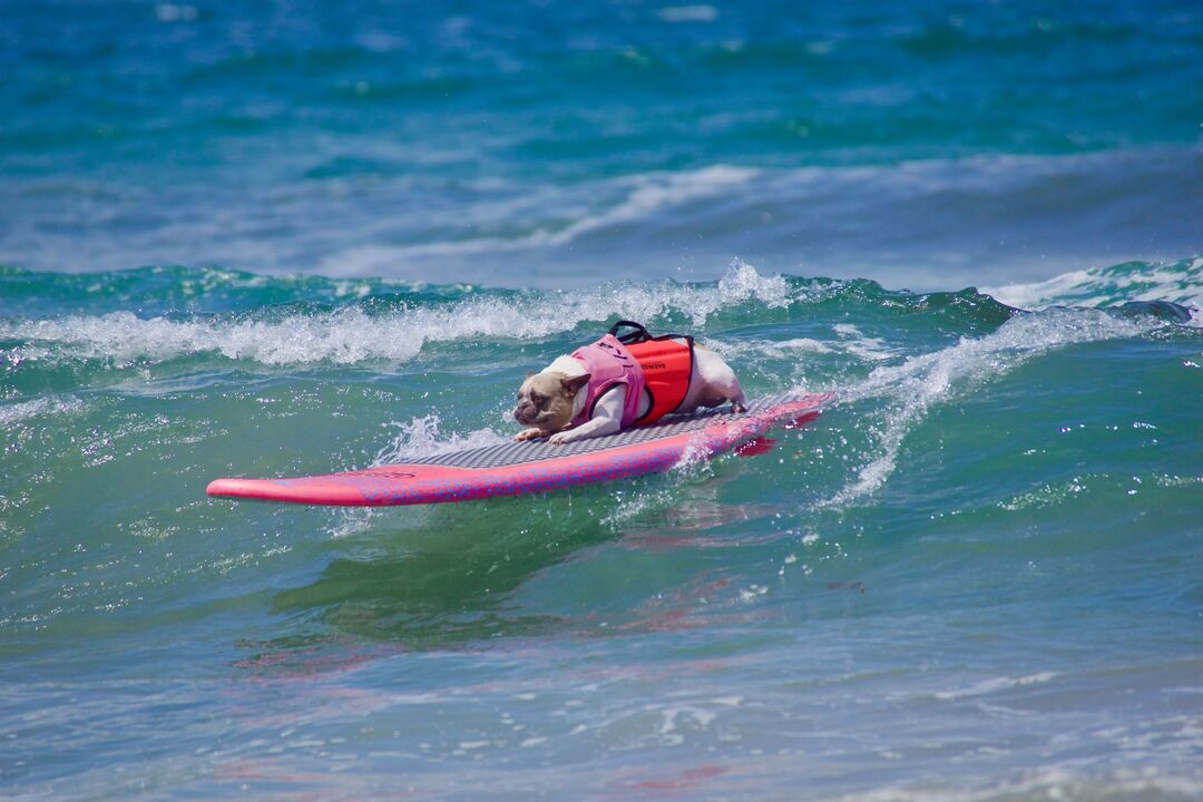 Já viu um cão em cima de uma prancha? O Surf Canino vai levar os patudos a surfar na Praia de Carcavelos