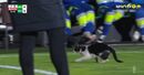 Jogo interrompido: Gato invade relvado do E-Amadora-Sporting aos 36 minutos