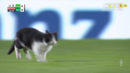 Gato invade relvado no E-Amadora-Sporting e interrompe o jogo.
