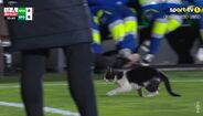 Jogo interrompido: Gato invade relvado do E-Amadora-Sporting aos 36 minutos