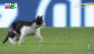 Gato invade jogo entre E-Amadora e Sporting, interrompendo o jogo por breves instantes