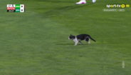 Gato invade jogo entre E-Amadora e Sporting, interrompendo o momento