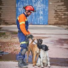 <![CDATA[ Parabéns, Billy e Betsy! Estes dois patudos são os novos cães de salvamento dos Bombeiros Sapadores de Lisboa ]]>