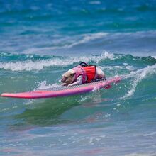 <![CDATA[ Já viu um cão em cima de uma prancha? O Surf Canino vai levar os patudos a surfar na Praia de Carcavelos ]]>