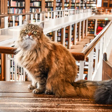 <![CDATA[ O companheiro de estudo mais fofo de sempre: conheça o Issy, o gato que ajuda estudantes a lidar com o stress académico ]]>