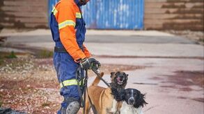 Parabéns, Billy e Betsy! Estes dois patudos são os novos cães de salvamento dos Bombeiros Sapadores de Lisboa