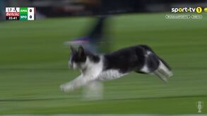 Insólito: gato invade relvado e E-Amadora-Sporting é interrompido por breves instantes