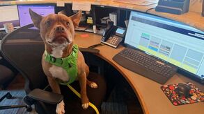 Este pitbull tornou-se viral por ter comportamentos de... gato. Conheça a história de Ulysses