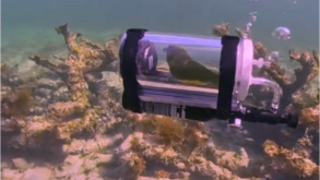 Papagaio filmado no fundo do mar dentro de um mini-submarino improvisado pelo dono