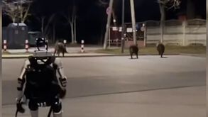 Robô humanoide persegue javalis na Polónia e torna-se viral