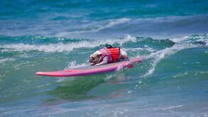 Já viu um cão em cima de uma prancha? O Surf Canino vai levar os patudos a surfar na Praia de Carcavelos