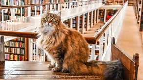 O companheiro de estudo mais fofo de sempre! Conheça o Issy, o gato que ajuda estudantes a lidar com o stress académico