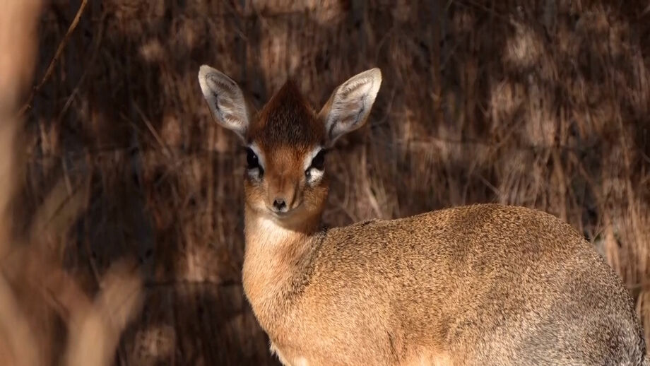 Um raro exemplar de dik-dik nasceu no Chester Zoo